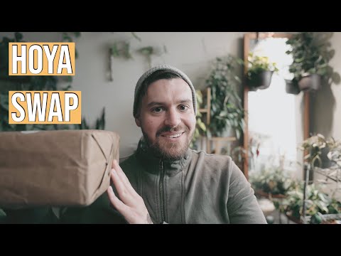 Hoya Unboxing | Swapping Hoya With Plant Friends