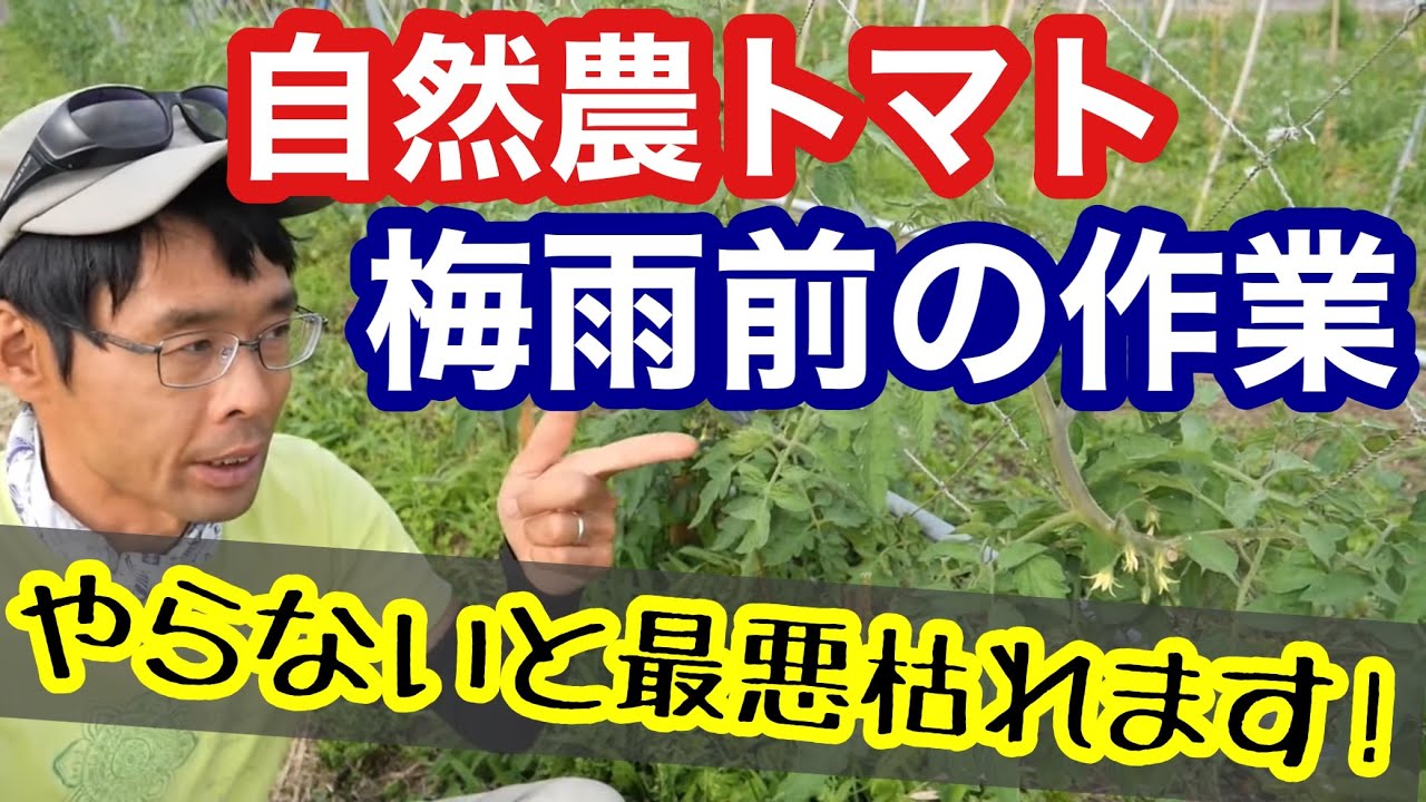 【トマト栽培】自然農で梅雨前にやっておくべき手入れについて《除草/脇芽かき/誘引/支柱/無農薬/無施肥/不耕起/自給農》