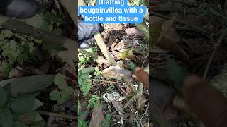 grafting technique #bonsai #grafting #tutorial #gardening #garden