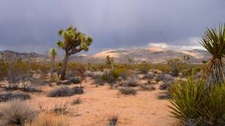 Rain over Joshua Tree National Park