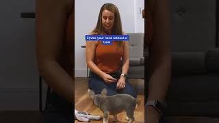 Teach Your Puppy To Sit In 60 Seconds 🐕🙌🏻 #shorts #dogowners #dogdad #dogmom #dogtraining