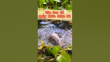 Câu Cá Rô Đồng - Nhìn Con Cá Trê Quẩy Nước Siêu Đã #9 - Hoàng Trúc fishing #shorts