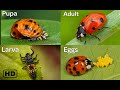 Life cycle of a ladybug  ladybug life cycle  from eggs to adults  by hugs of life 