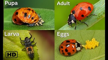 Life cycle of a Ladybug HD || Ladybug life cycle || From eggs to adults || By Hugs of life ||