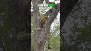 Others Climb Trees..