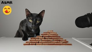 Cat eating Chicken Sandwich ASMR