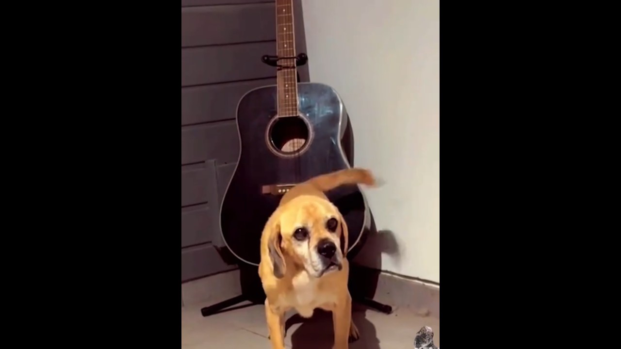 Funny Dog Tail Fails Compilation 🐶 | Hilarious Tail Wag Moments | Dog Humor Video 