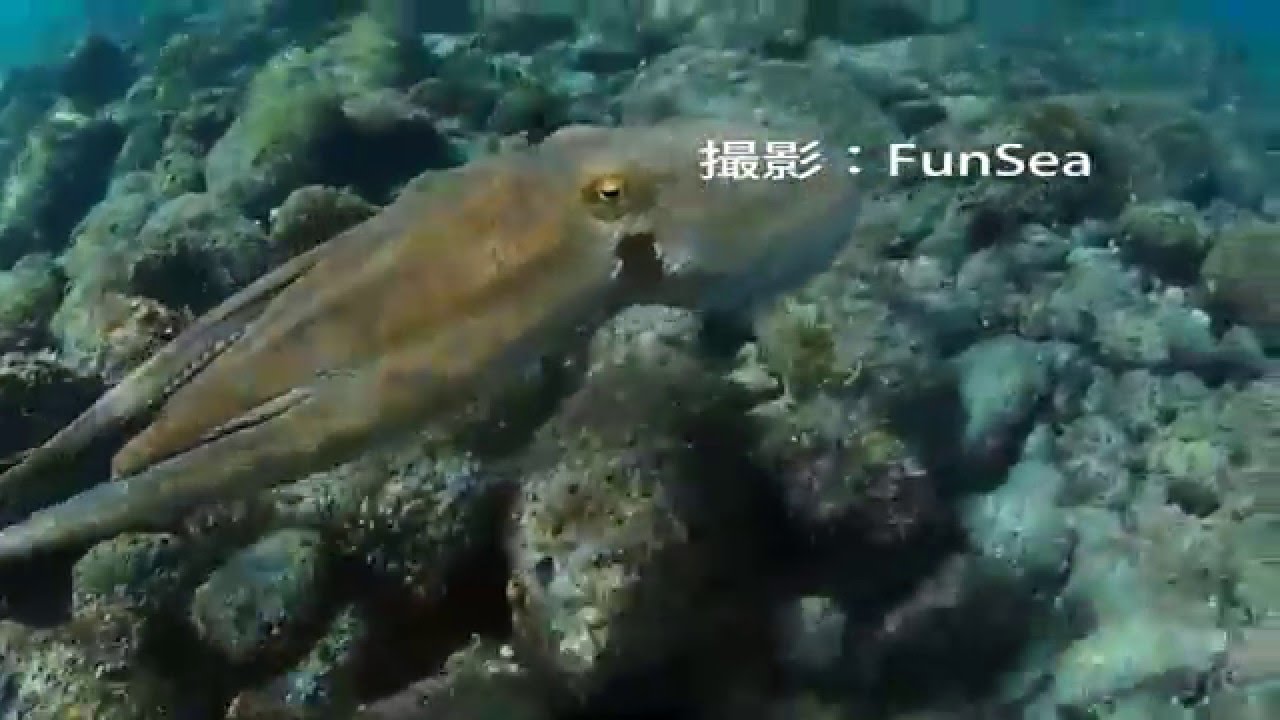 優しき変態タコ 蛸 さん 写真 ダイビング クラブ