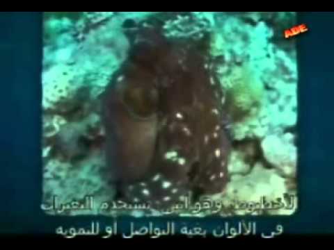 octopus predators