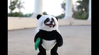 Pandaloon Panda Puppy Dog Costume AS SEEN ON SHARK TANK! by Huxley the Panda Puppy & Eugenia 82,536 views 6 years ago 37 seconds