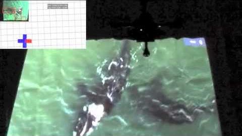 Autonomous Aerial Navigation and Tracking of Marine Animals