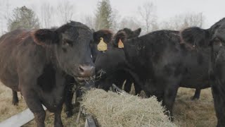 What's driving beef prices up?