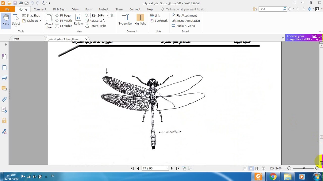 التسمية العلمية للحشرات