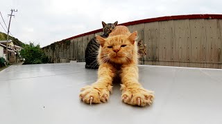 100匹乗っても大丈夫！？物置の上で集会を開く猫達