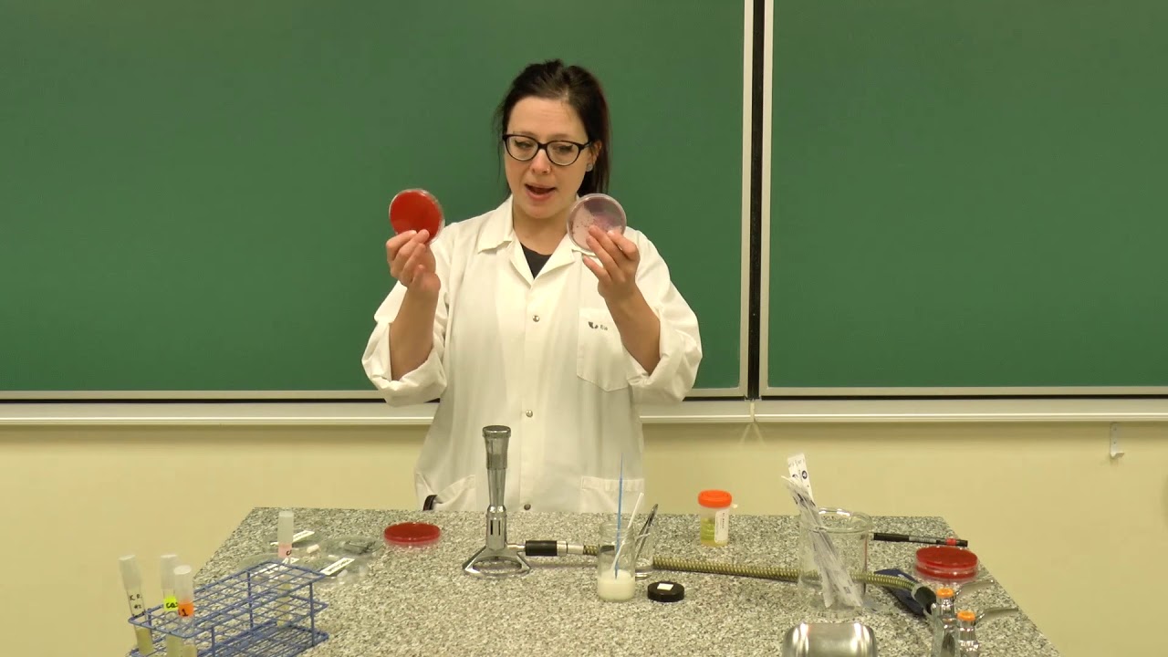 IVU et Antibiogramme