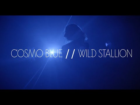 Cosmo Blue - Wild Stallion