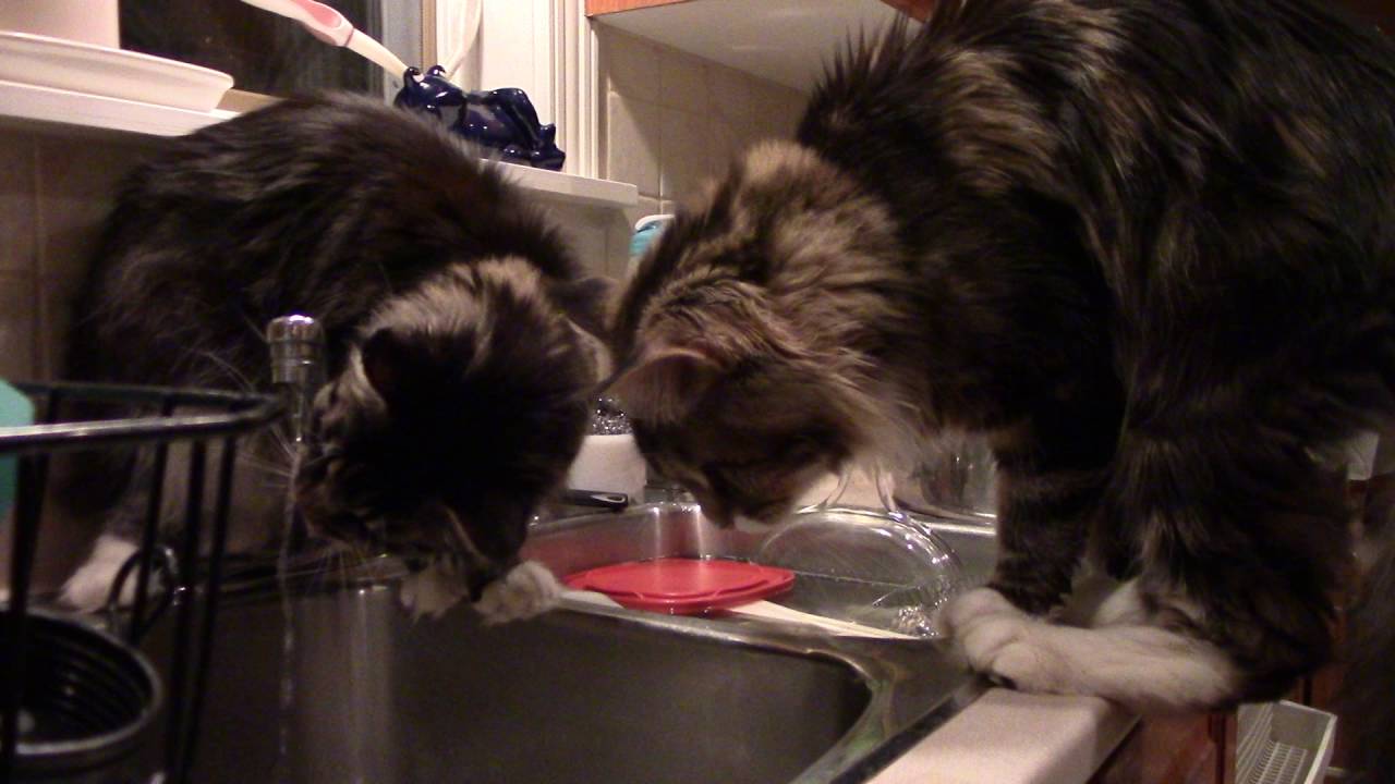 In an emergency tap water will suffice