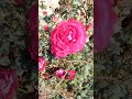 “This Rose Bloomed So Beautifully… Nature’s Magic! 🌹✨ #Shorts”