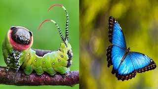 Butterfly and Moth Photos