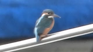 Kingfisher And Pheasants