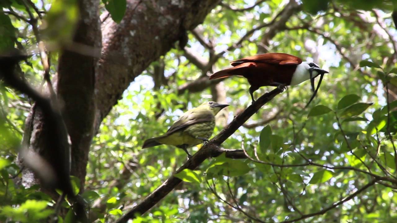 Pájaro Campana / Three wattled-Bellbird 