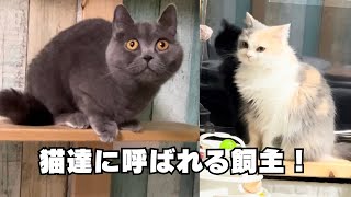 猫達が2階から飼主を呼んで来る　夜のゆったりタイム　#cat  #猫　#ねこのいる生活