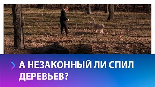 В Ставрополе проверили спиленные в Дубовой роще деревья