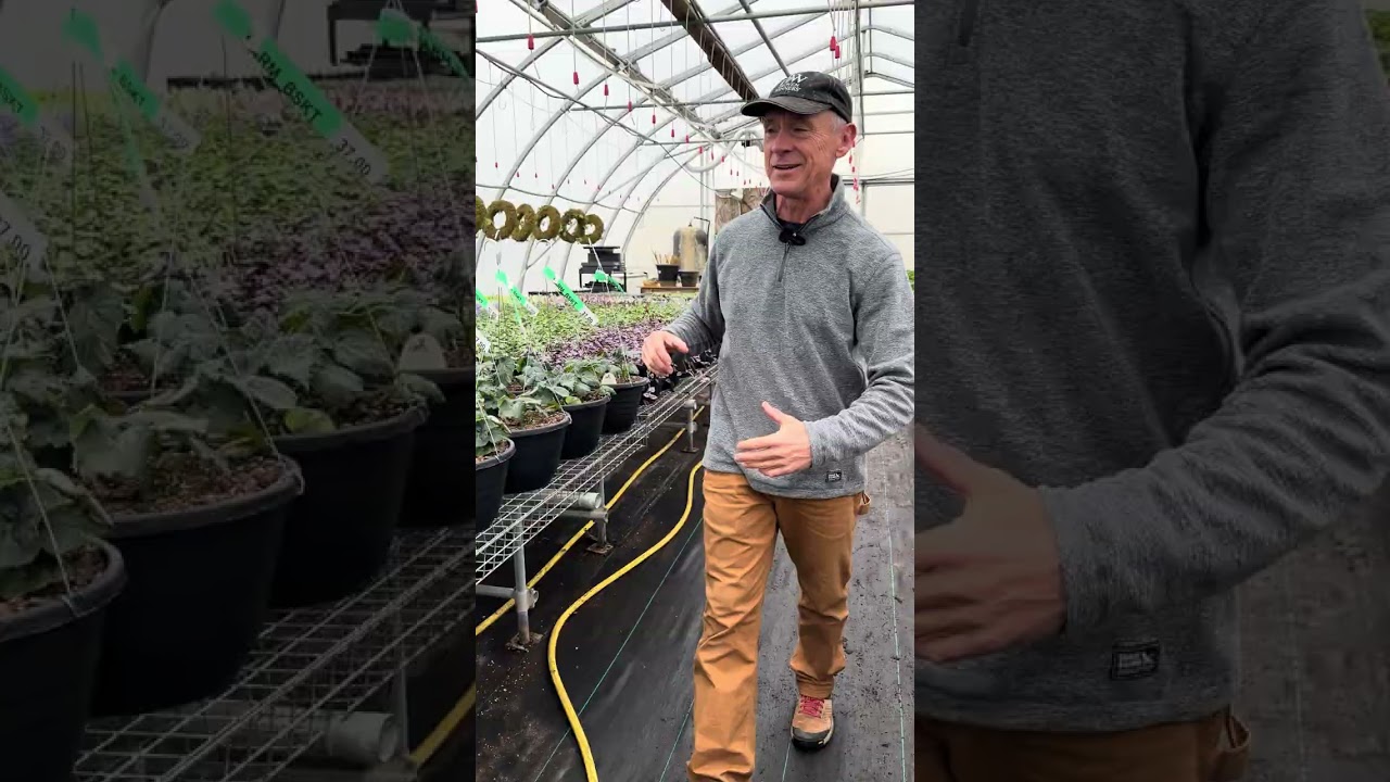 Wednesday Walkthrough: back in our growing area! 