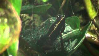 Phyllobates lugubris calling