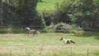 Beba Safira Canter 2008