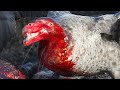 10 Most Dangerous Birds On Our Planet