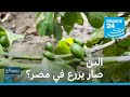جهود أثمرت زراعة البن في مصر فرانس 24 FRANCE 24