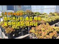 염좌특집 택배! 꽃피는염좌.염좌금 #자연다육 #꽃피는염좌 #염좌금 #염좌종류 #다육이염좌꽃대 #염좌꽃 #염좌목대 #대품염좌 #염자 #crassula_obliqua