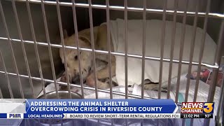 Riverside County Supervisor urges cities to build their own animal shelters amid criticism ...