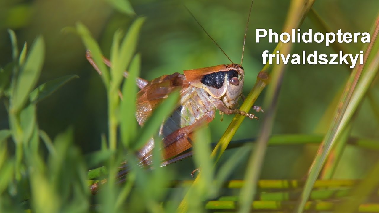 Pholidoptera frivaldszkyi -- Grünbraune Strauchschrecke -- Green Dark Bush-cricket