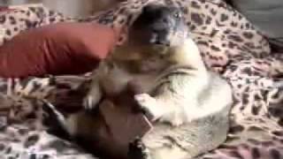 Fat Marmot Eats Graham Cracker