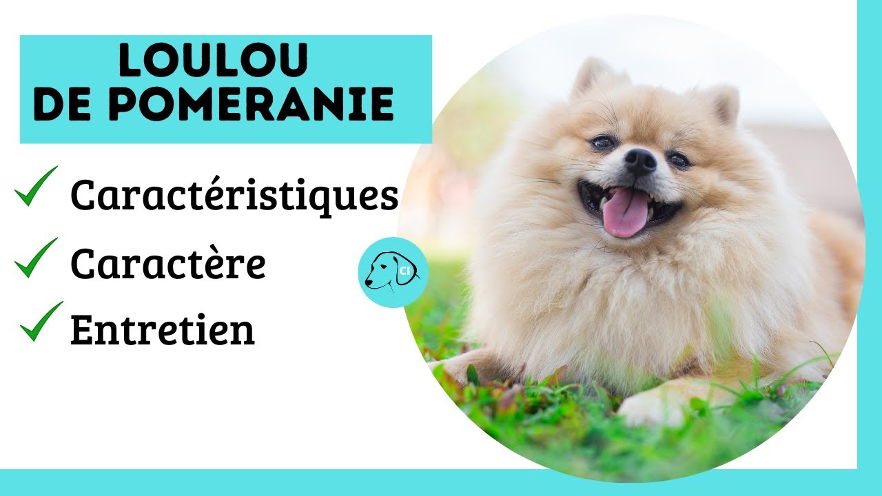 10 questions sur le Spitz Nain ou Loulou de Poméranie • Emprunte Mon toutou