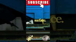wooden mouse the travel history 🤩❤️ 🌟@MakeFactsOf @MarkRober #anime #phonk #viral #shorts
