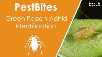 Green peach aphid identification || PestBites by Cesar