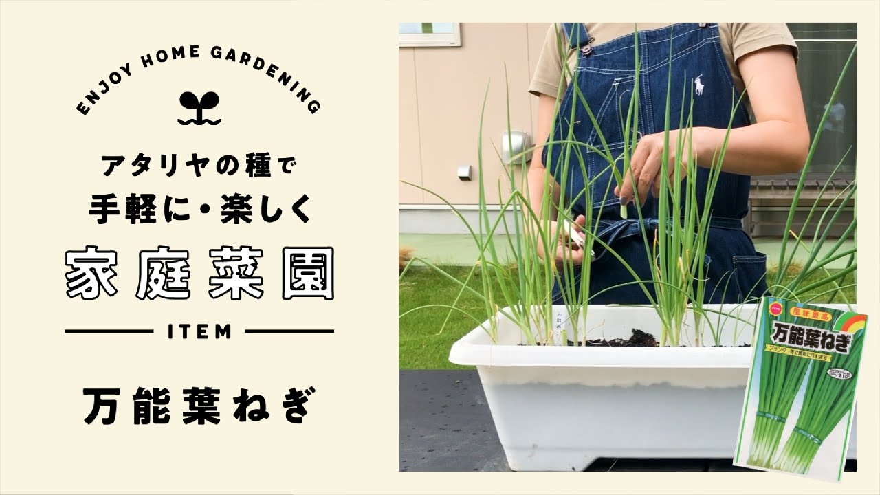 手軽に楽しく家庭菜園 万能葉ねぎ