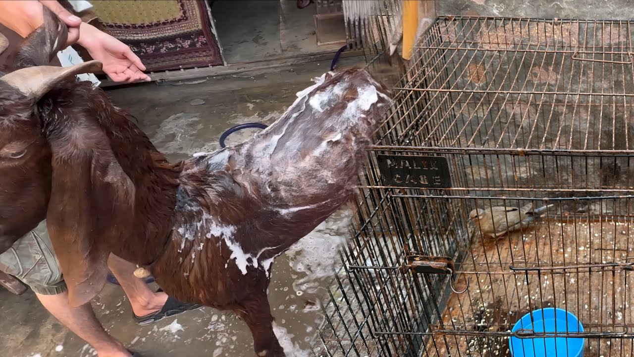 Dove ka Pair nahi Milla 😞 | Raani ko nihla diya 😜