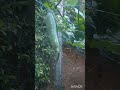 IVY GOURD, കോവക്ക #garden #plant #vegetables