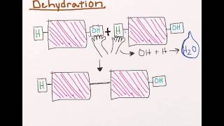 Dehydration vs Hydrolysis
