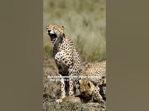 Why Do Cheetah Have Tear Marks? - YouTube