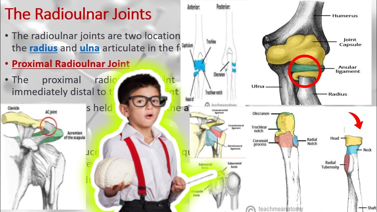 Upper limb joints