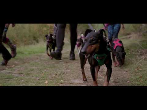 Video: Toy Manchester Terrier Hunderase Allergivennlig, Helse Og Levetid