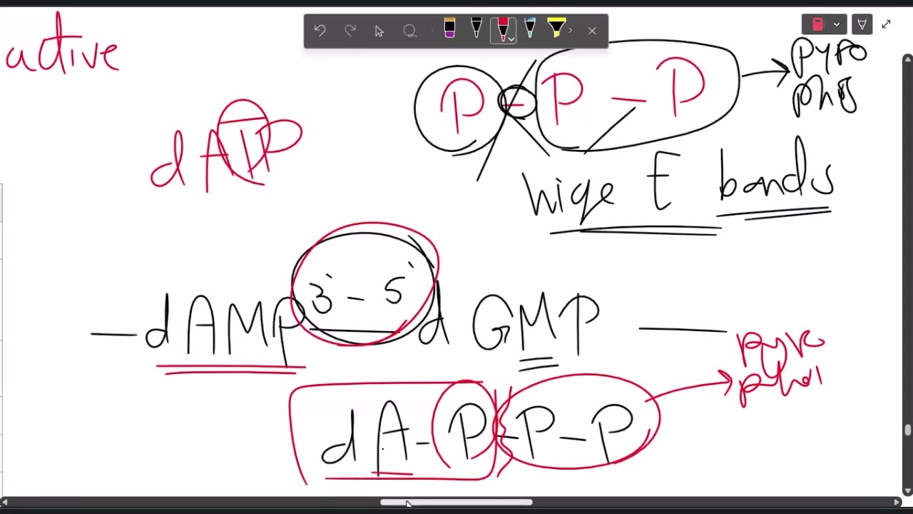 #biochemistry | Molecular biology 3 (Transcription)