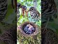 Mother Bird Feeding Hungry Babies ❤️