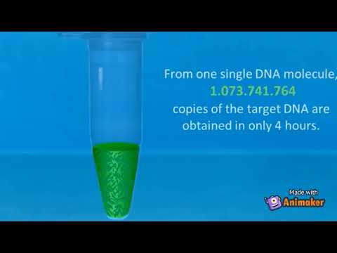 Видео: ДНХ полимеразын үүсгэсэн шинэ хэлхээ ямар дараалалтай вэ?