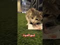 القط بيقرمش قرمشه محصلتش Cat Babyanimal اكسبلور Babycat Ihavethisthingwithplants قطط